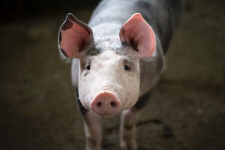 Pig animal photo