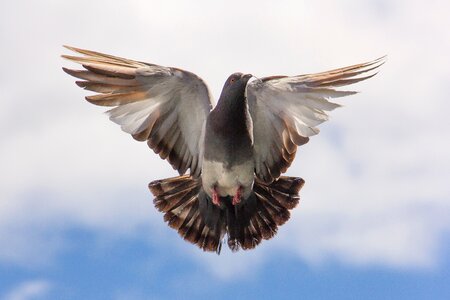 Pigeon bird photo