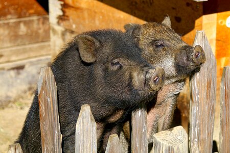 Pigs animal photo