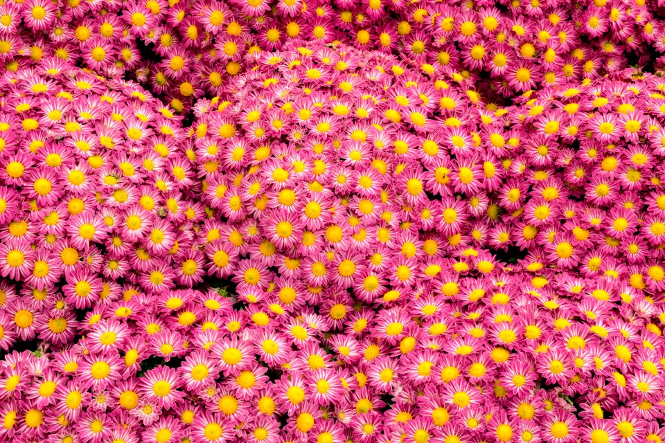 Pink marguerite flowers