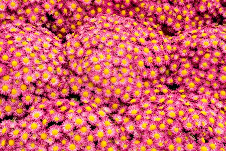 Pink marguerite flowers photo