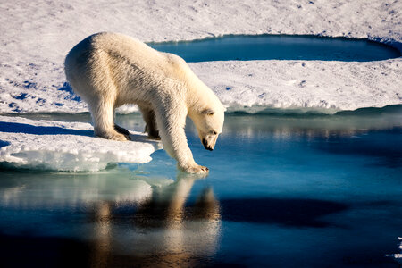 Polar bear global warming photo
