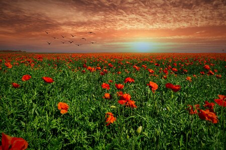 Poppies flower field
