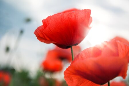 Poppy flower