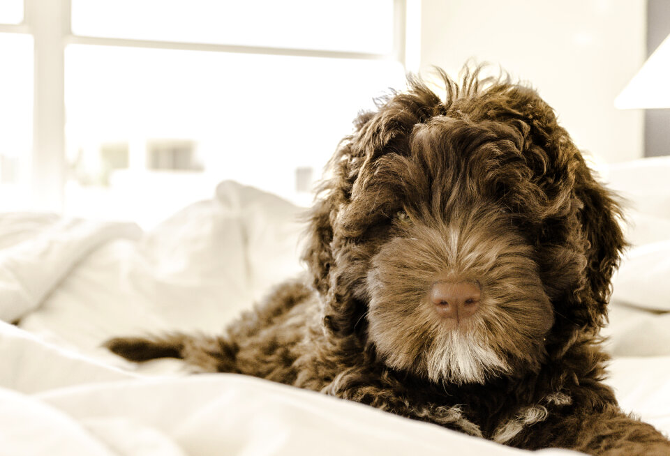 Portuguese water dog