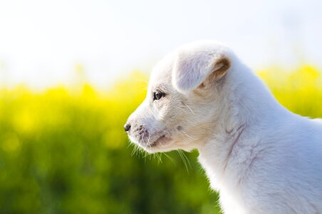 Puppy dog animal