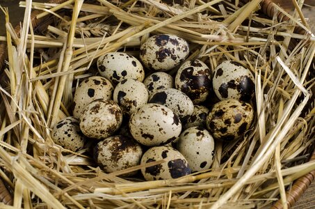 Quail eggs