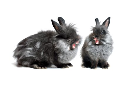 Rabbits animal yawn photo