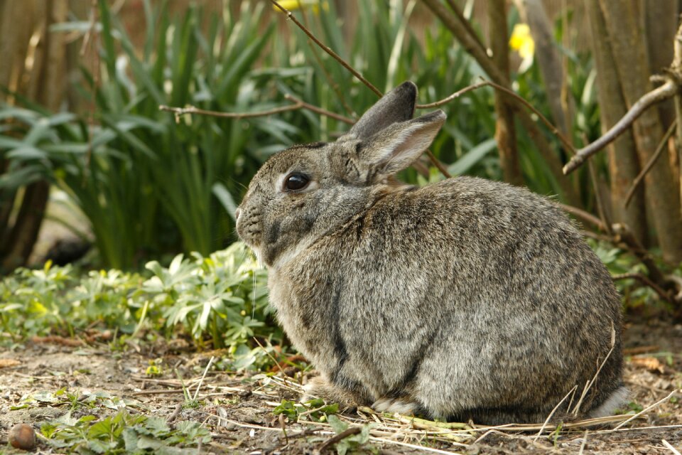 Rabbits bunny animal