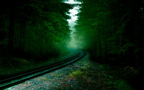 Railroad forest