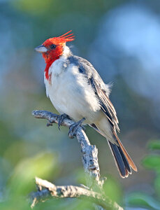 Red crested cardinal bird photo