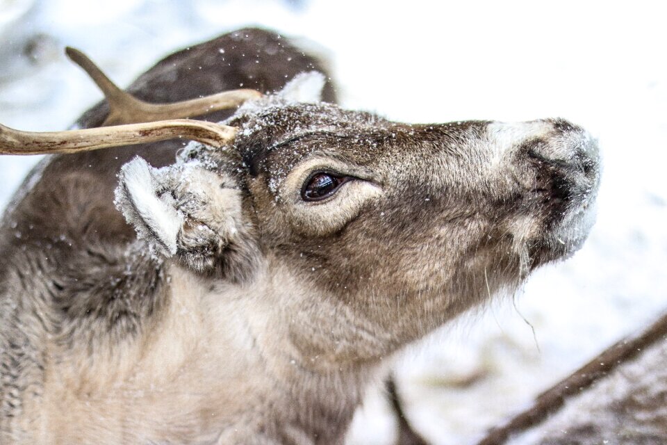 Reindeer animal