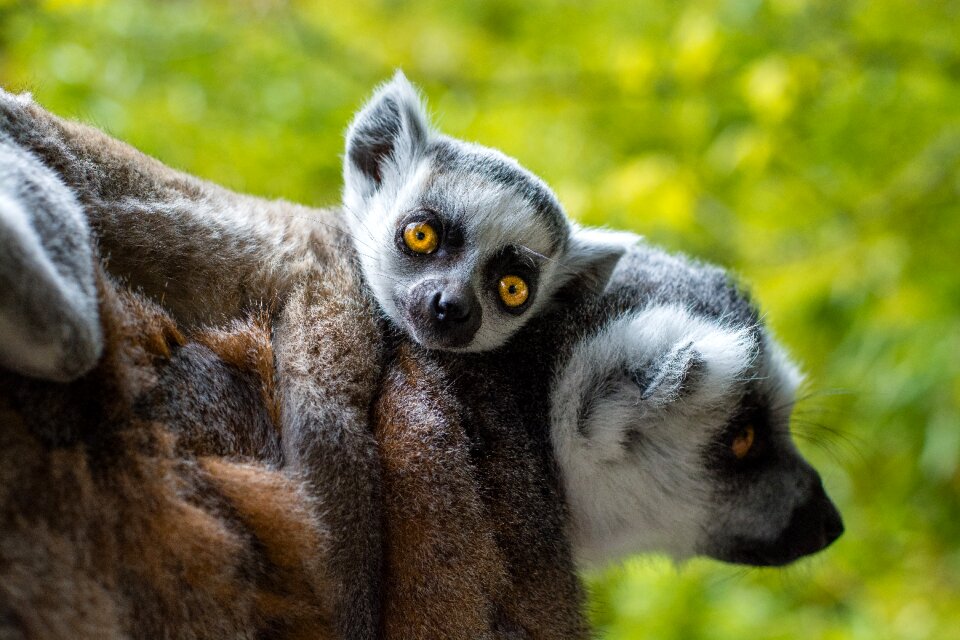 Ring tailed lemur animal