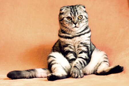 Scottish fold cat animal