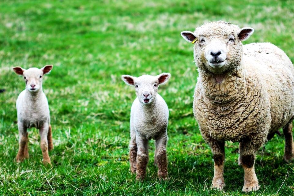 Sheeps animal family