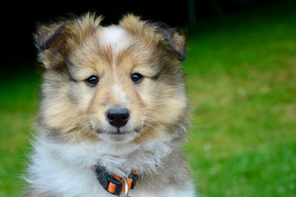 Shetland sheepdog dog puppy