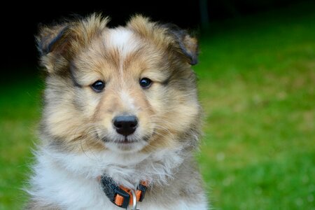 Shetland sheepdog dog puppy