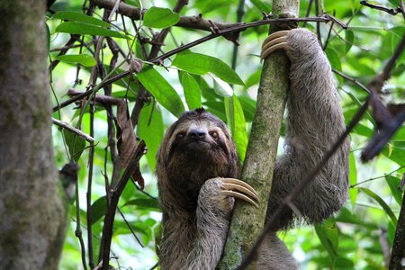 Sloth animal photo