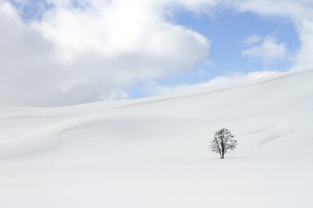 Snow tree winter