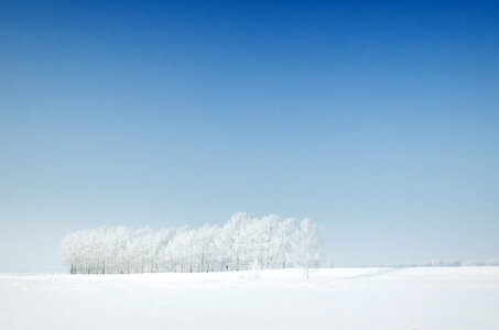 Snow winter trees