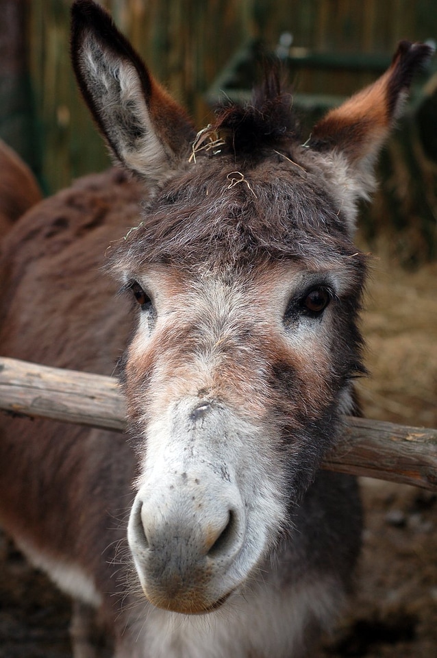 Brown grey head