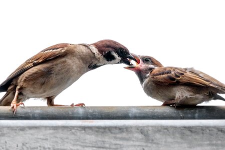 Sparrows birds feeding