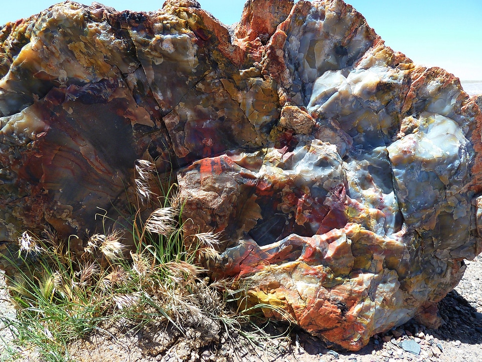 Park colorful petrified wood