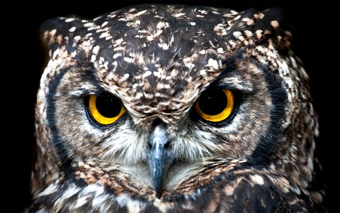 Spotted eagle owl