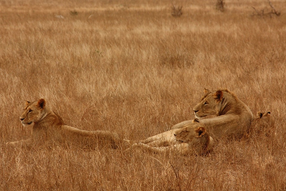 Wild mammal safari photo