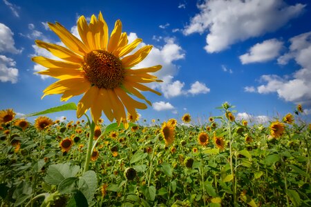 Sunflower field summer