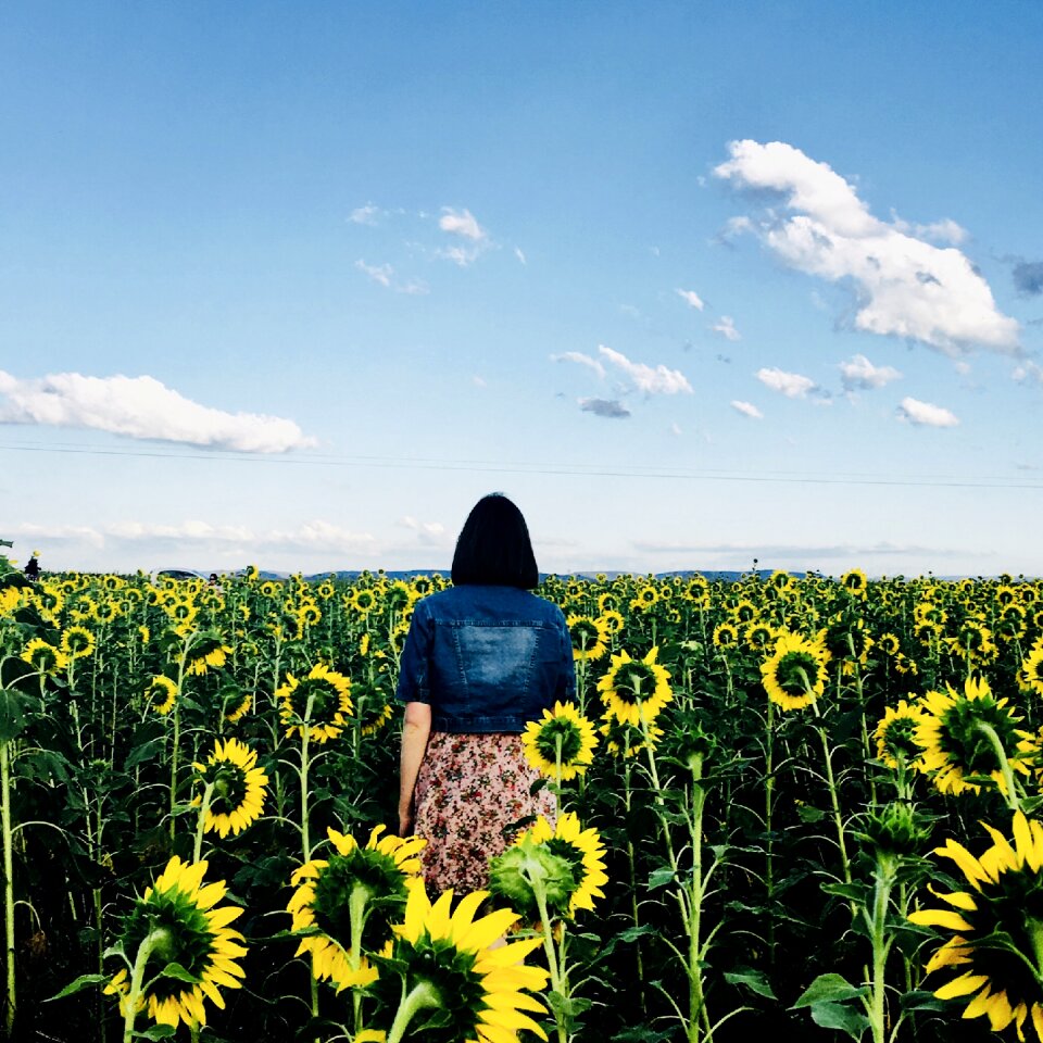 Sunflower field woman photo
