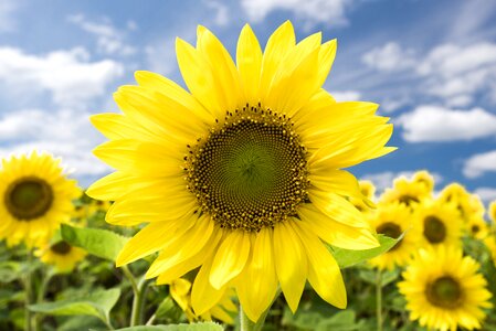 Sunflower field