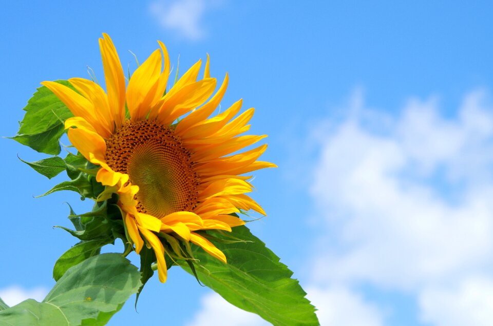 Sunflower sky summer