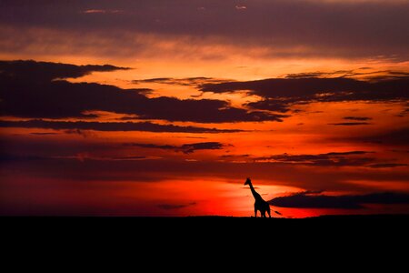 Sunset giraffe