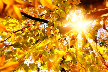 Sunshine autumn leaves photo