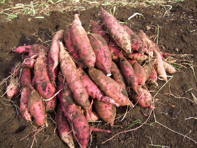 Sweet potato vegetable