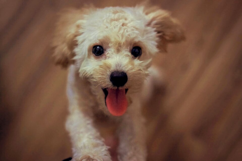 Toy poodle dog animal