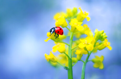 Treacle mustard ladybug