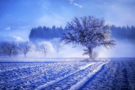 Tree snow winter