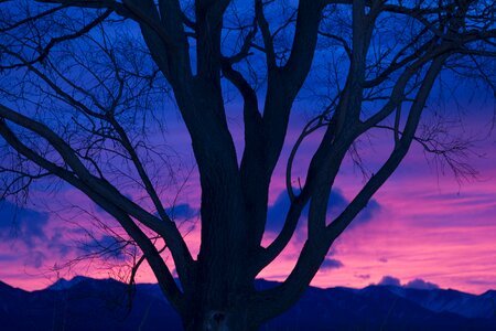 Tree sunset photo