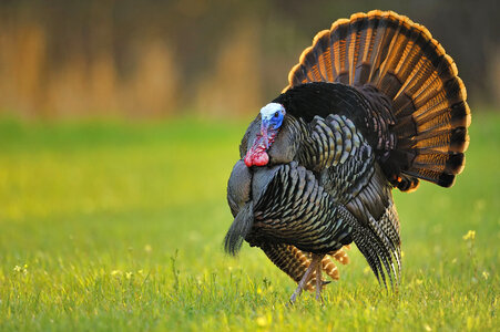 Turkey bird