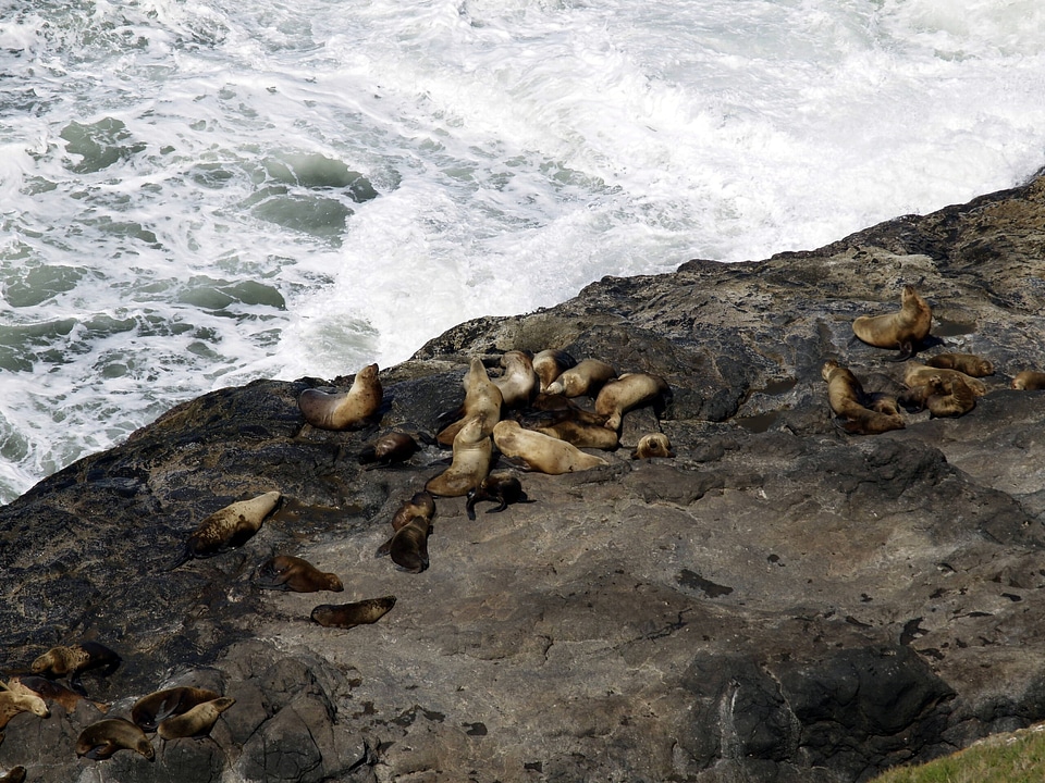 Pacific seals animals