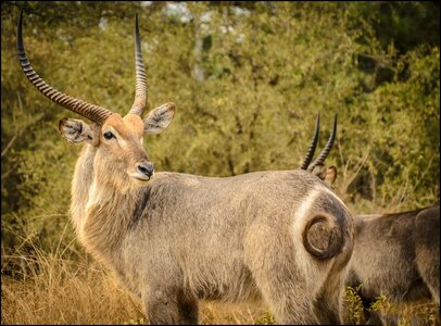 Waterbuck animal