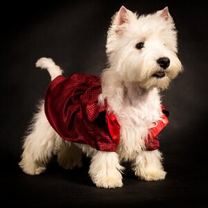 West highland white terrier