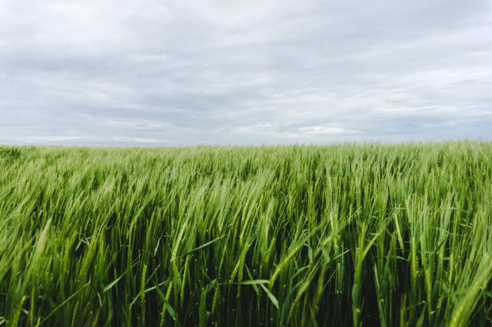 Wheat field photo