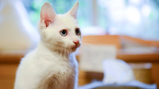 White cat kitten animal photo