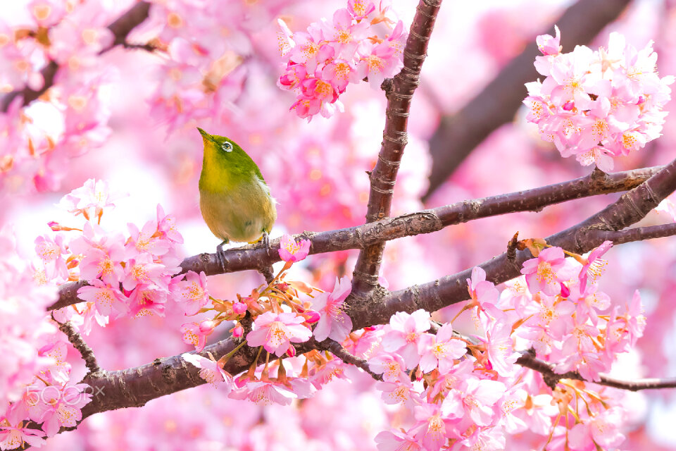 White eye cherry blossom
