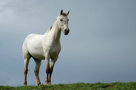 White horse animal