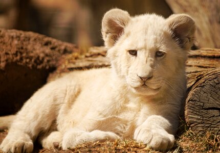 White lion animal photo