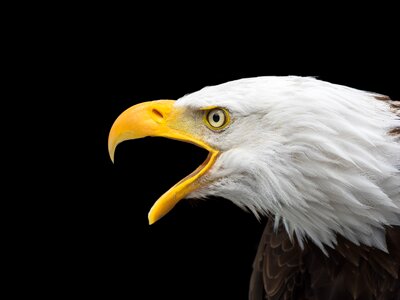 White tailed eagle photo